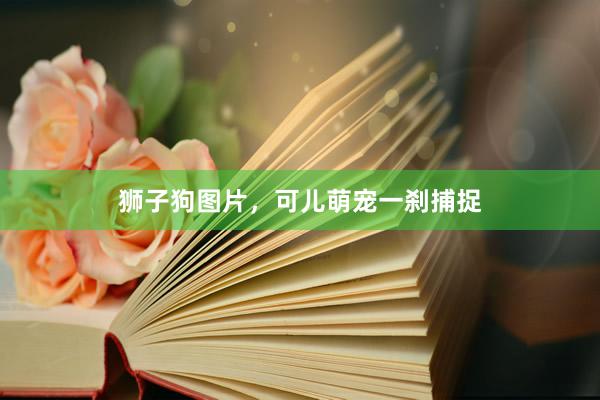 狮子狗图片，可儿萌宠一刹捕捉